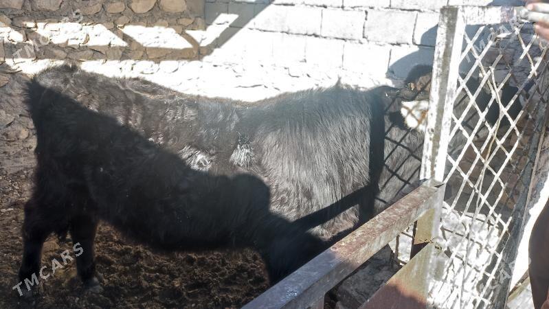 öküz - Balkanabat - img 1