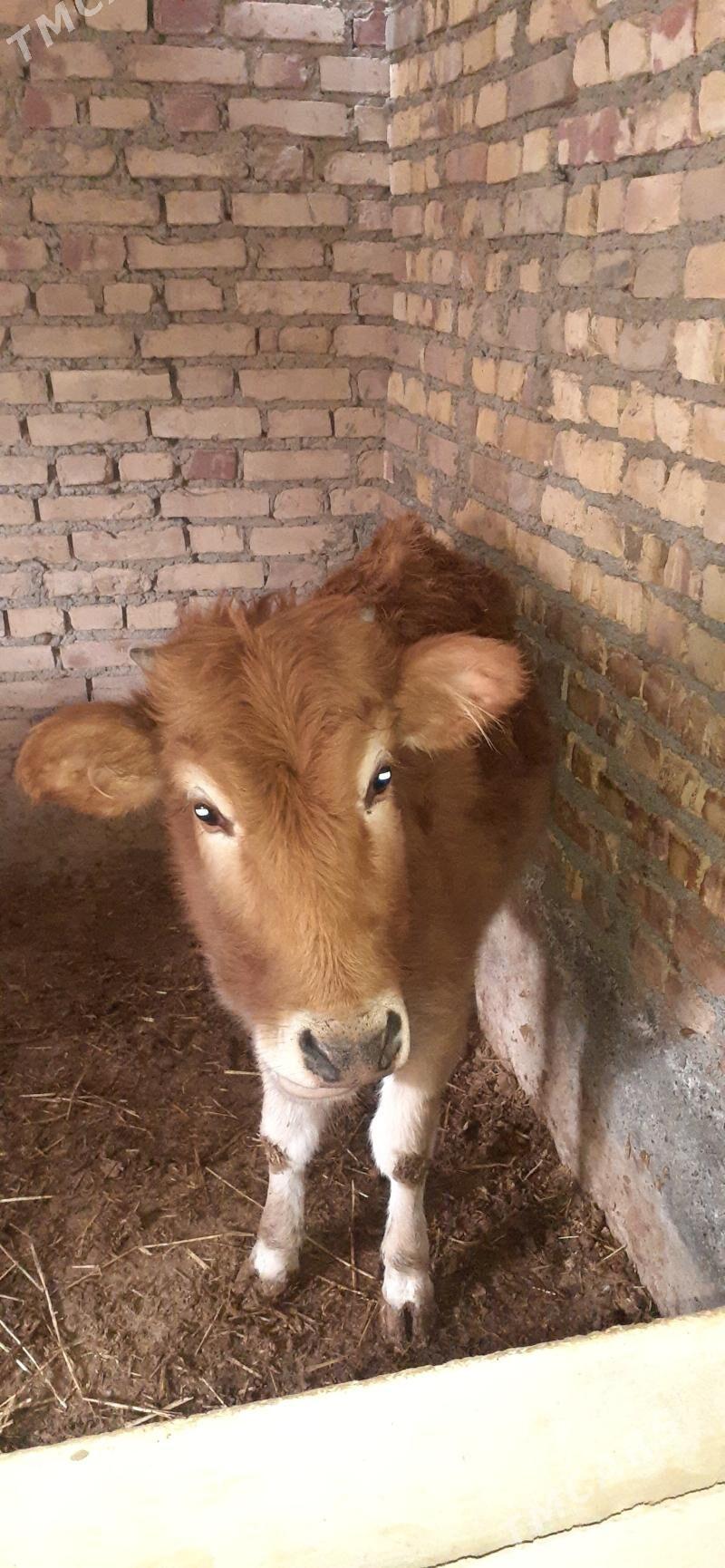 gaçar - Bereket - img 1