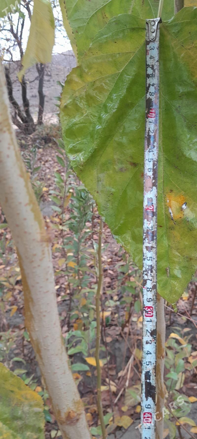 şitil kölegelik - Arkadag - img 1