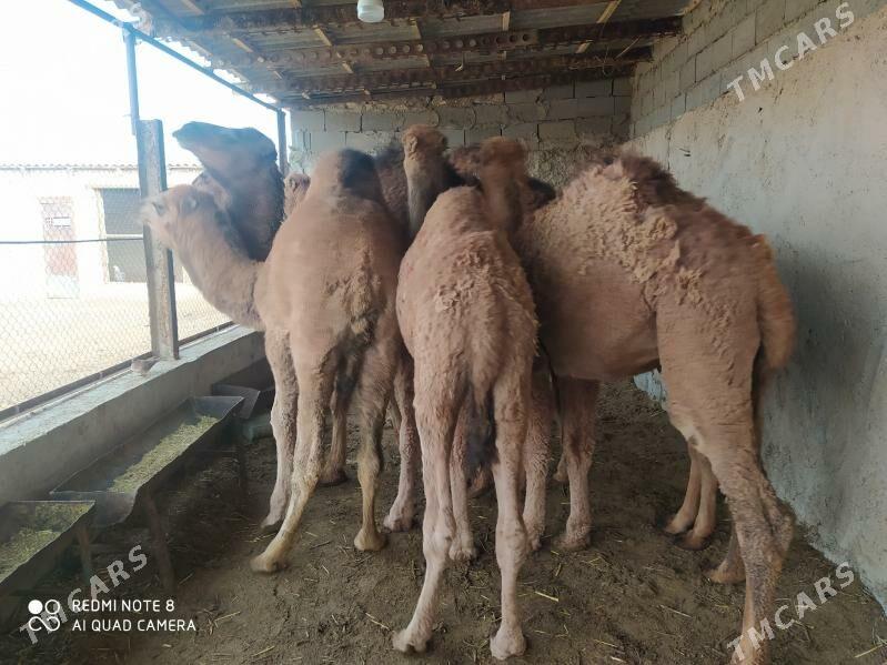 огшук торум - Гызыларбат - img 1