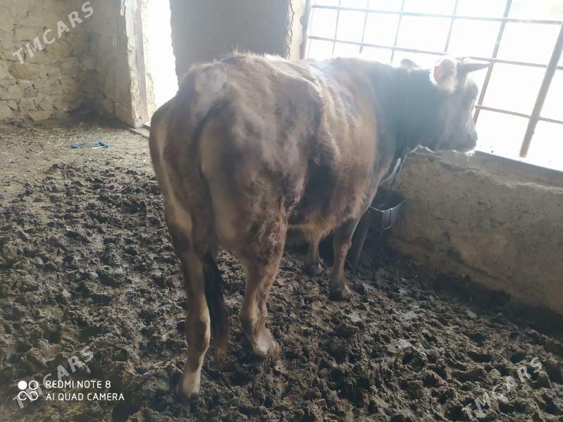 сыгыр - Гызыларбат - img 1