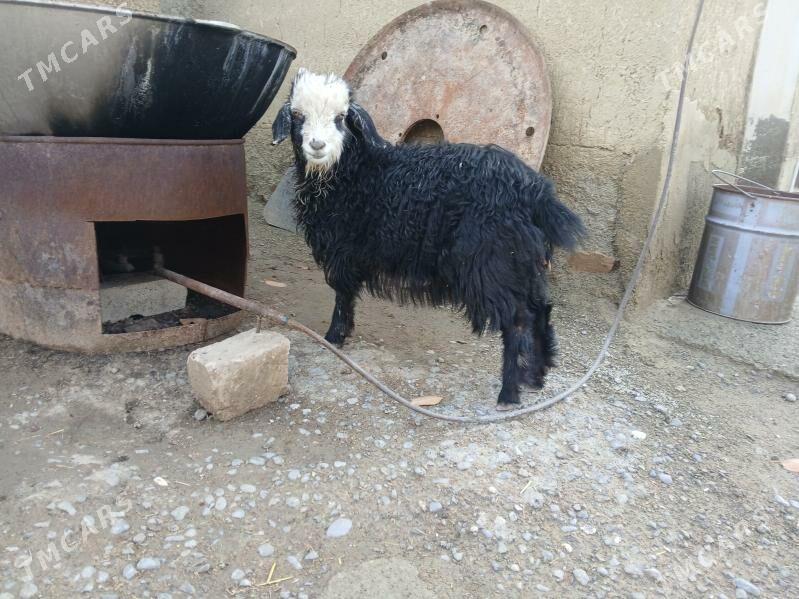 çewis - Bäherden - img 1