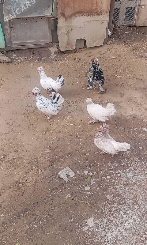 Karlik - Büzmeýin - img 1