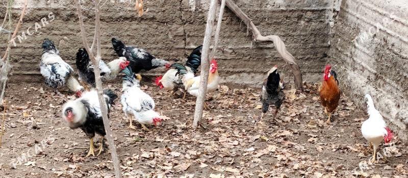 horaz - Türkmenabat - img 1