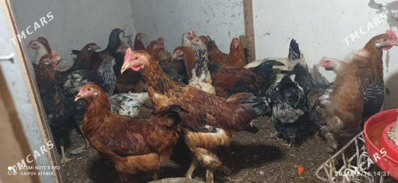 horaz - Дашогуз - img 1