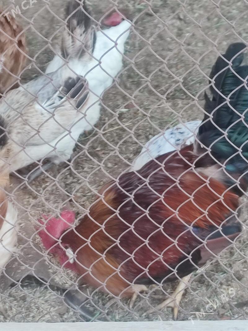 Towuk - Änew - img 1