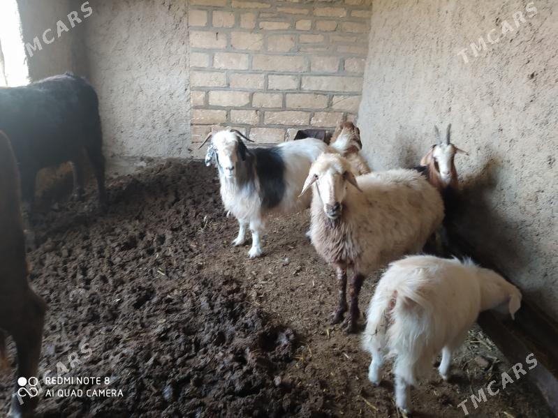 гойун - Gyzylarbat - img 1