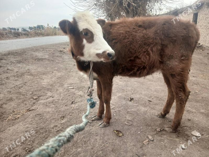 unanjyn - Чарджоу - img 1