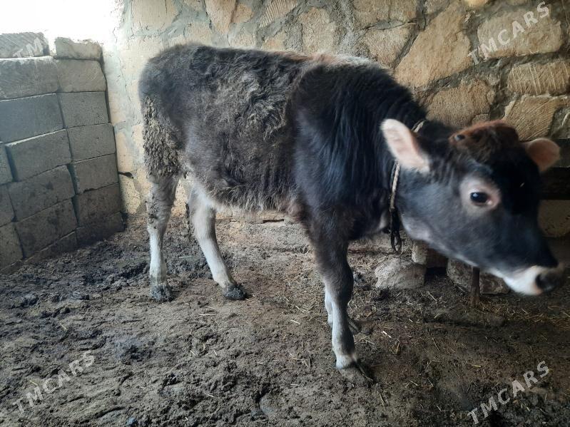 tuwe okuzce - Гызыларбат - img 1