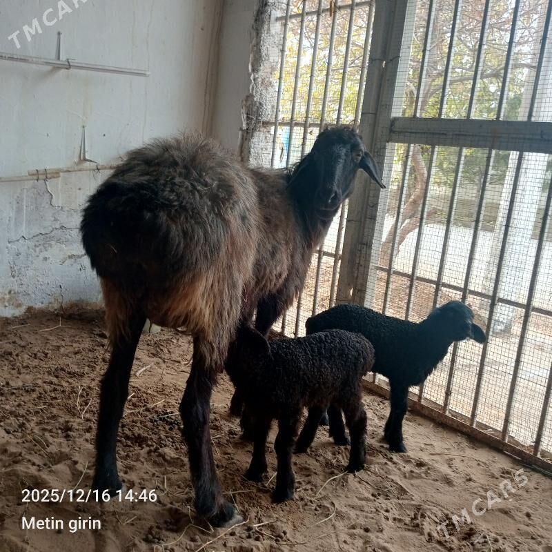 Ekiz Guzli Goýun - Гёкдепе - img 1