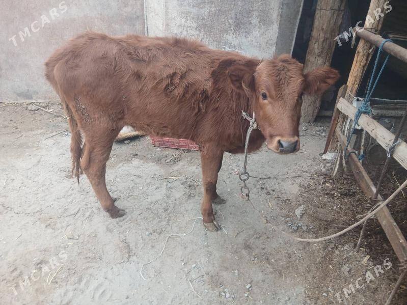 unajyn - Çärjew - img 1