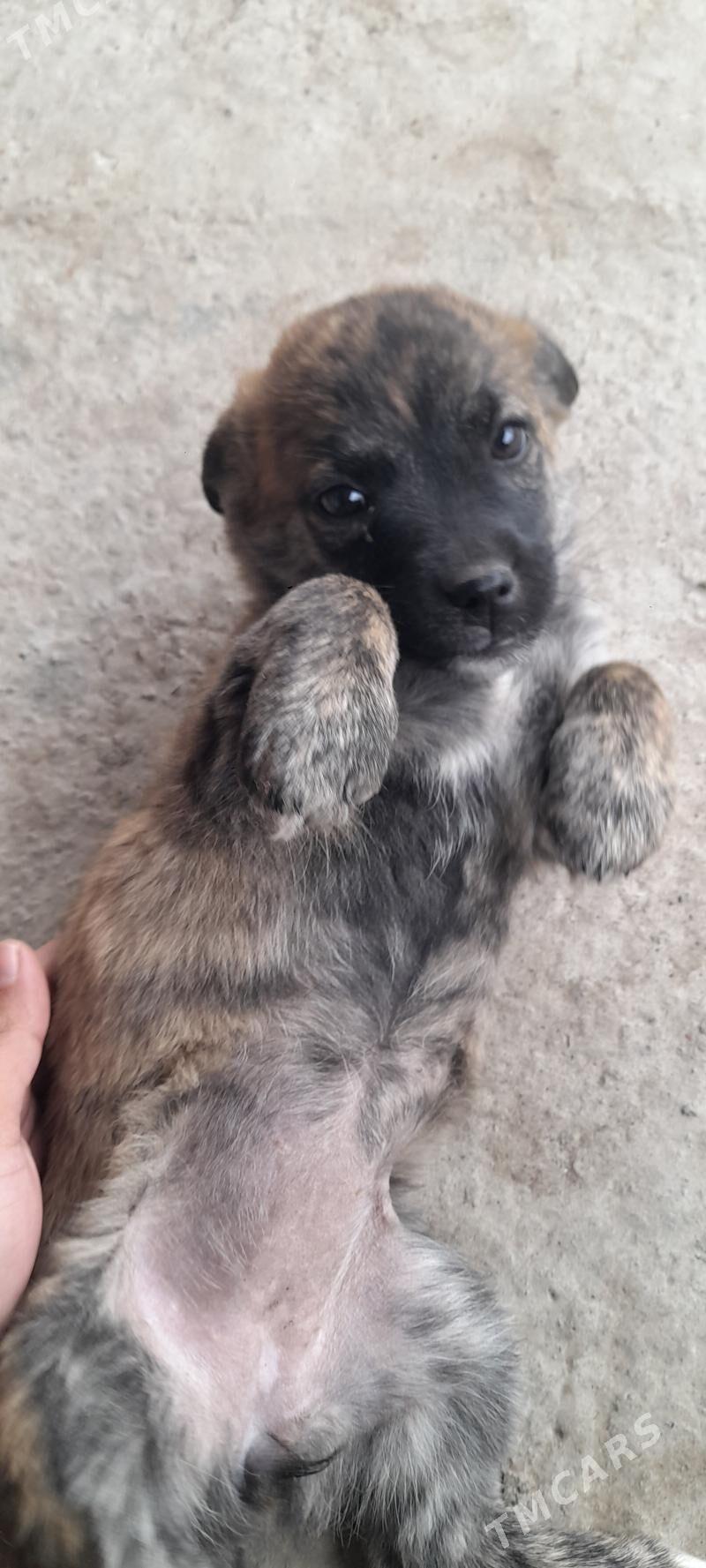 Корейская овчарка отдаю - Туркменабат - img 1