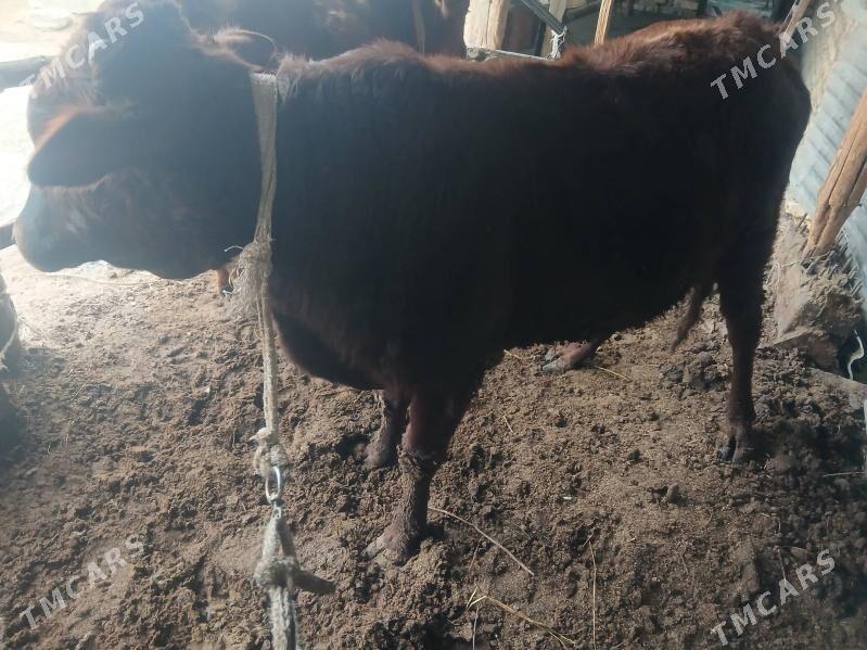 okuz - Çärjew - img 1