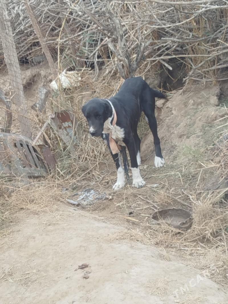 garaja - Мургап - img 1