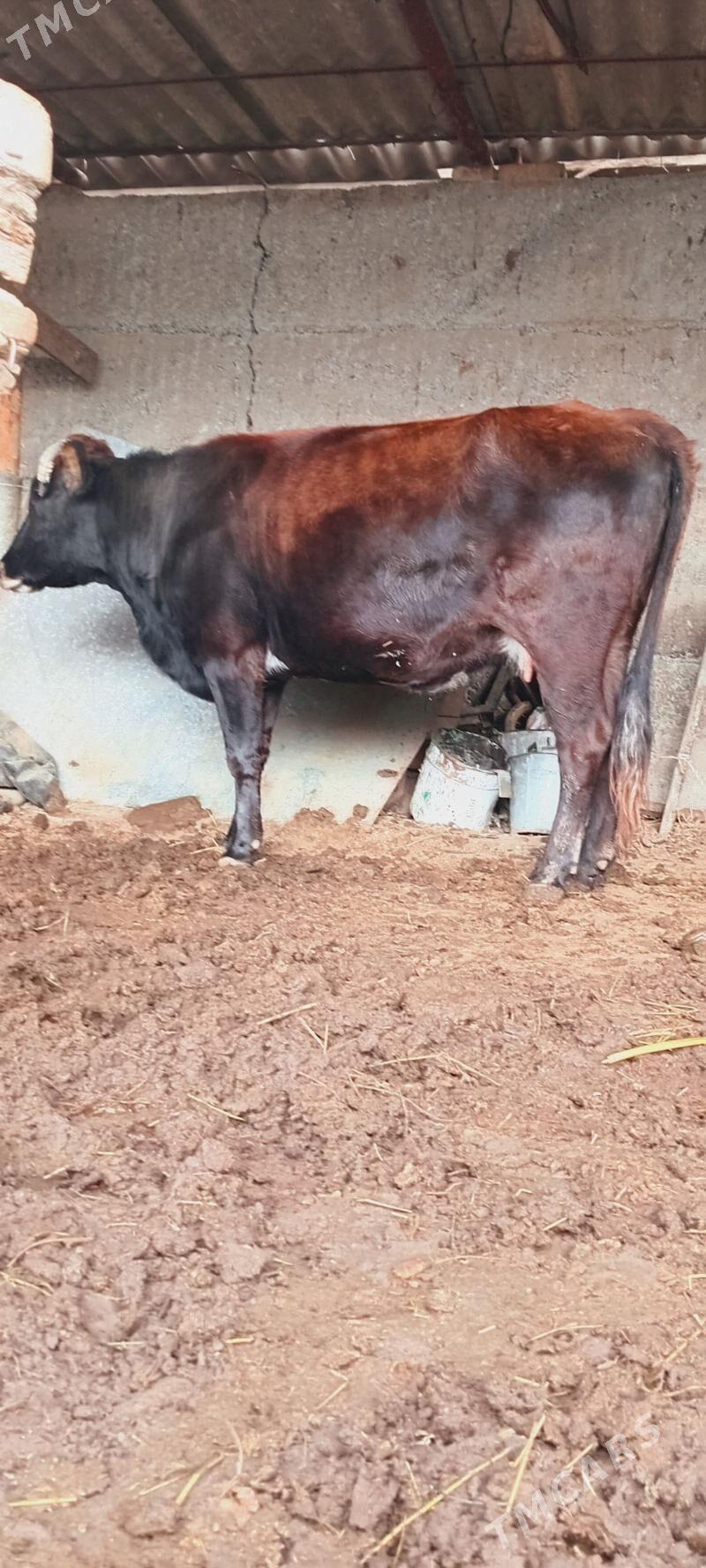 Sygyr bakylan - Herrikgala - img 1