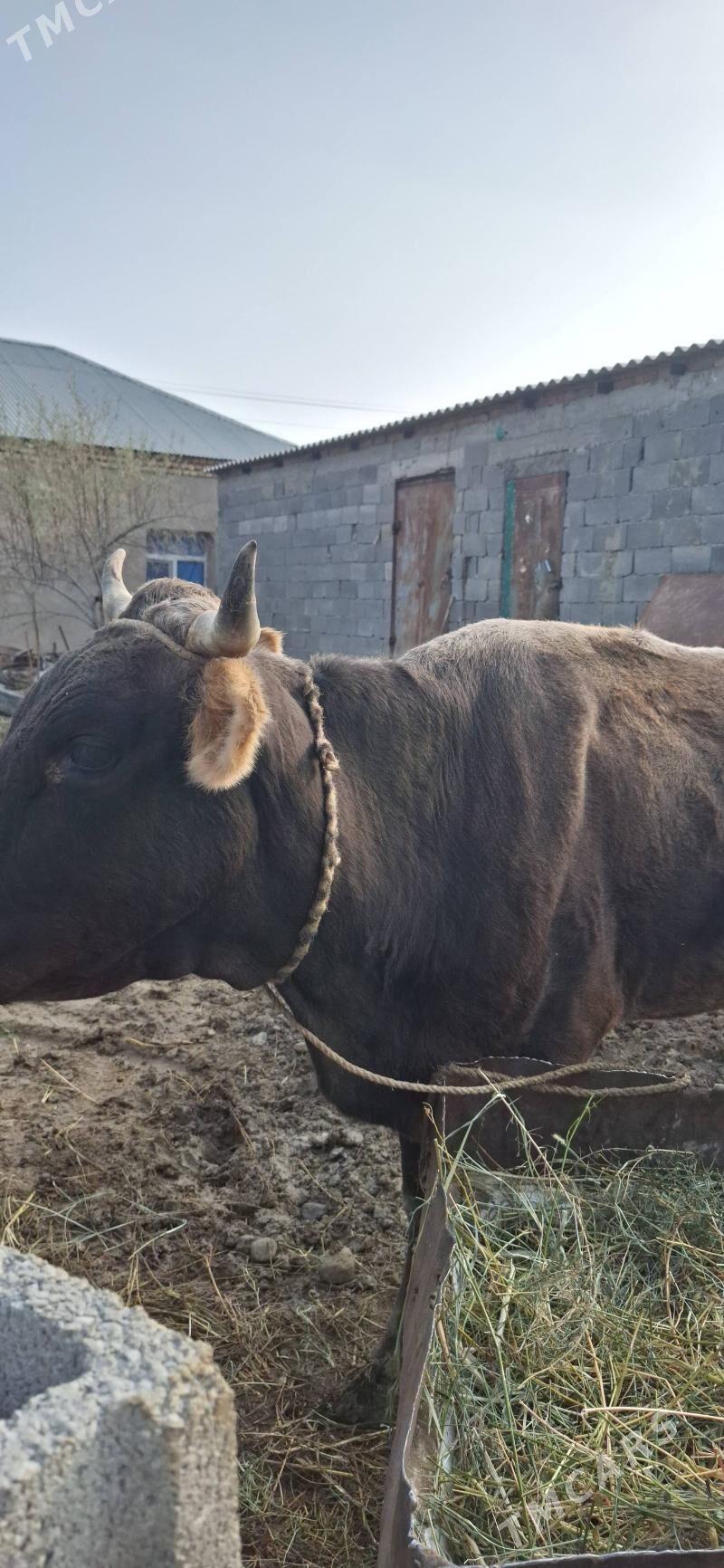 sygyr - Бахарден - img 1