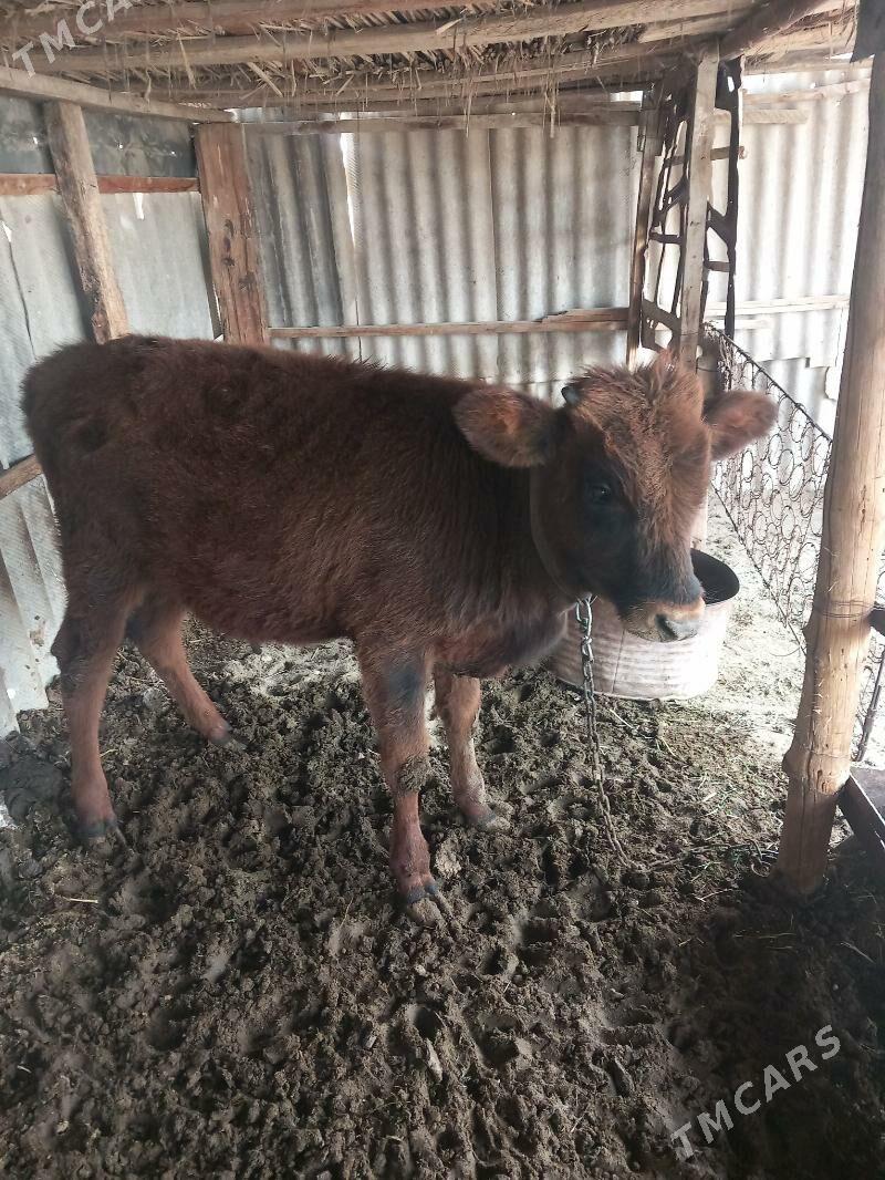 Ökuzce - Мары - img 1