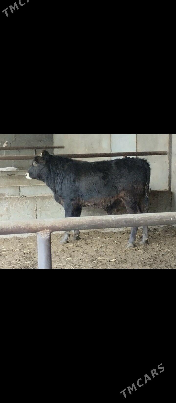 swes okuzler - Бузмеин - img 1