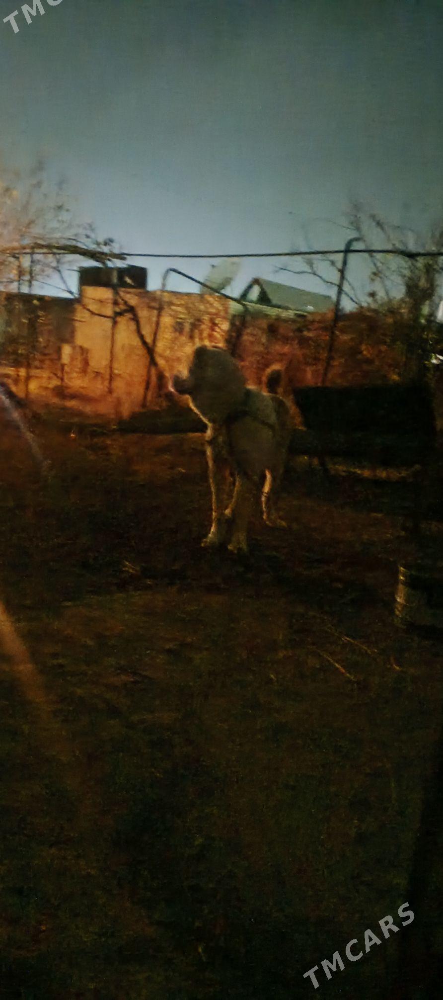 alabaý it - Mary - img 1