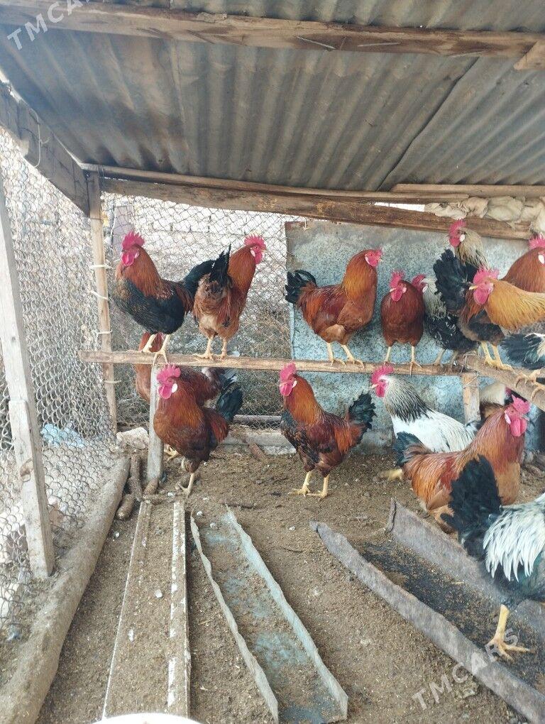 Horaz - Чарджоу - img 1