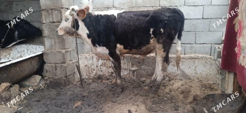 окуз - Büzmeýin - img 1