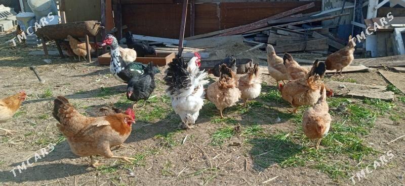 товук - Büzmeýin - img 1