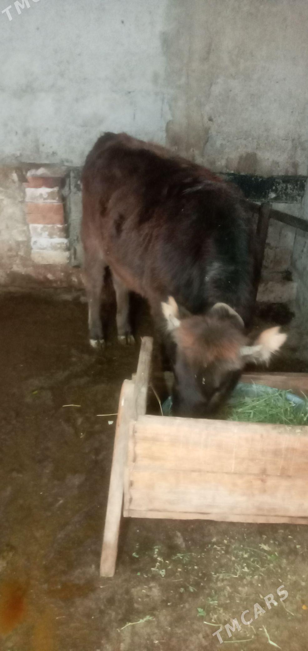 tüwe - Aşgabat - img 1