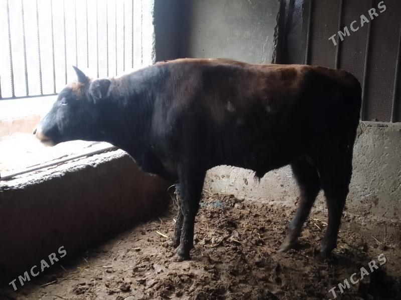 okuz - Багир - img 1