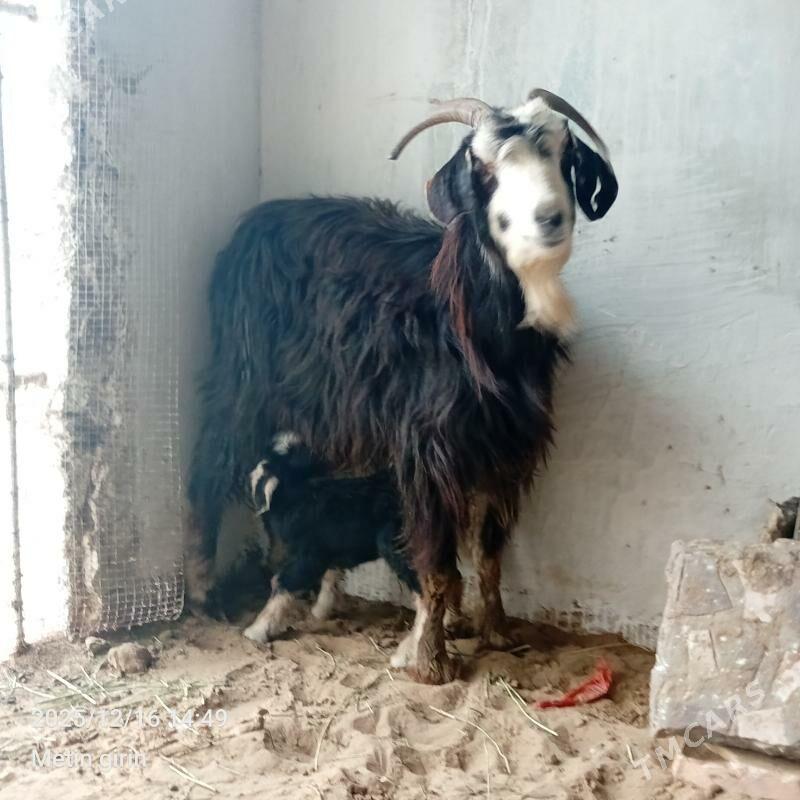 Owlakly Geçi - Гёкдепе - img 1