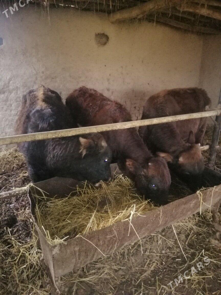 Okuzler - Sakar - img 1