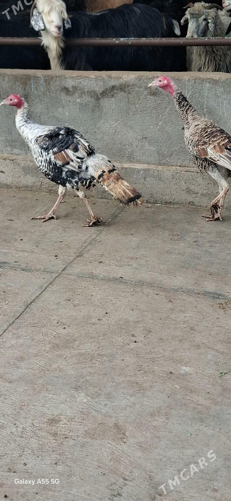 horaz induk - Çoganly - img 1