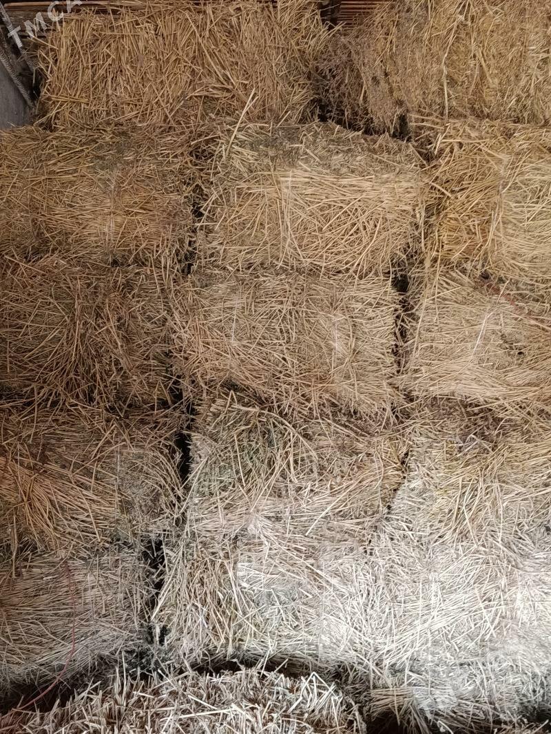 Kip - Векильбазар - img 1