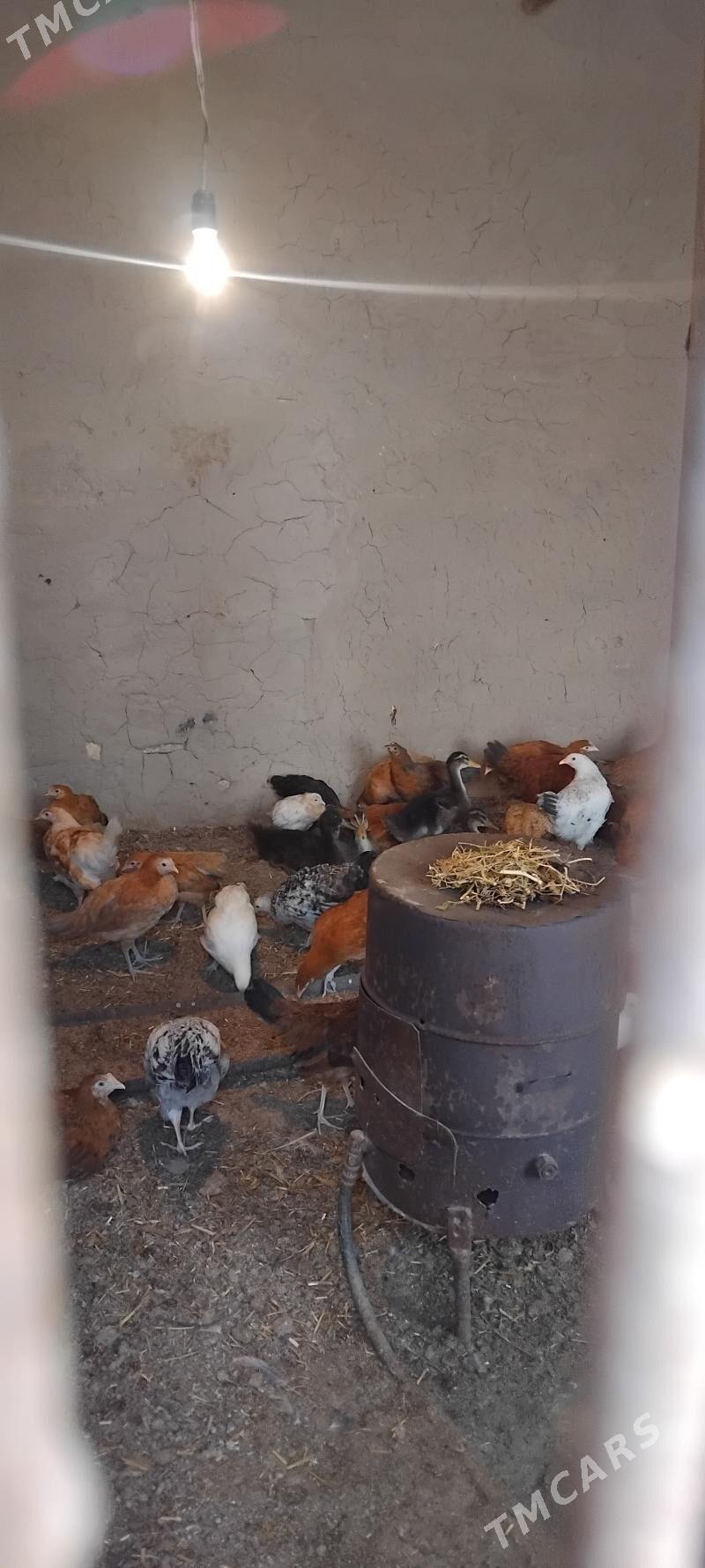 juyje - Babadaýhan - img 1