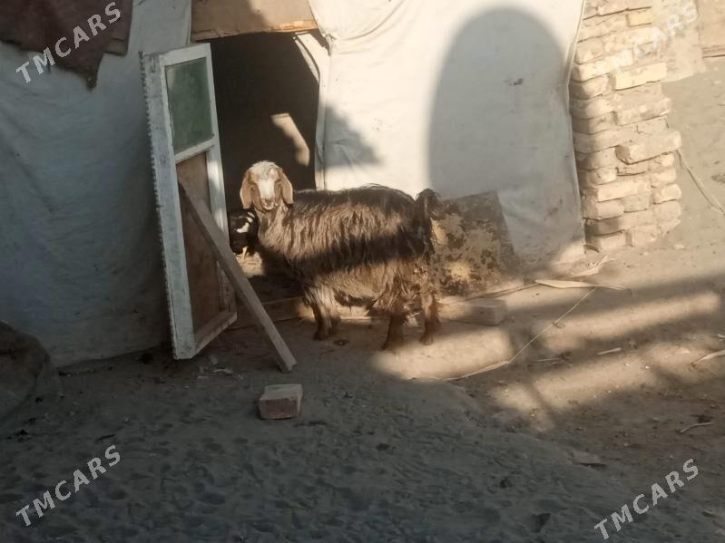 geciler - Daşoguz - img 1