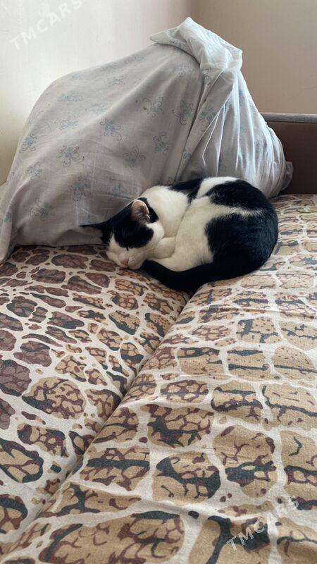 кот - Türkmenabat - img 1