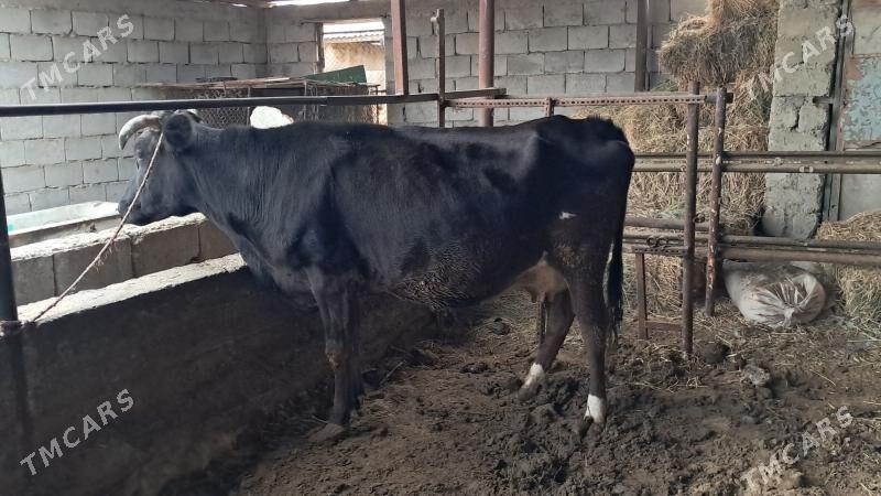 Sygyr - Gökdepe - img 1