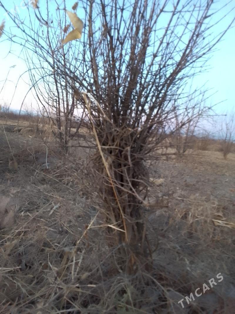 nar nahal - Şabat etr. - img 1