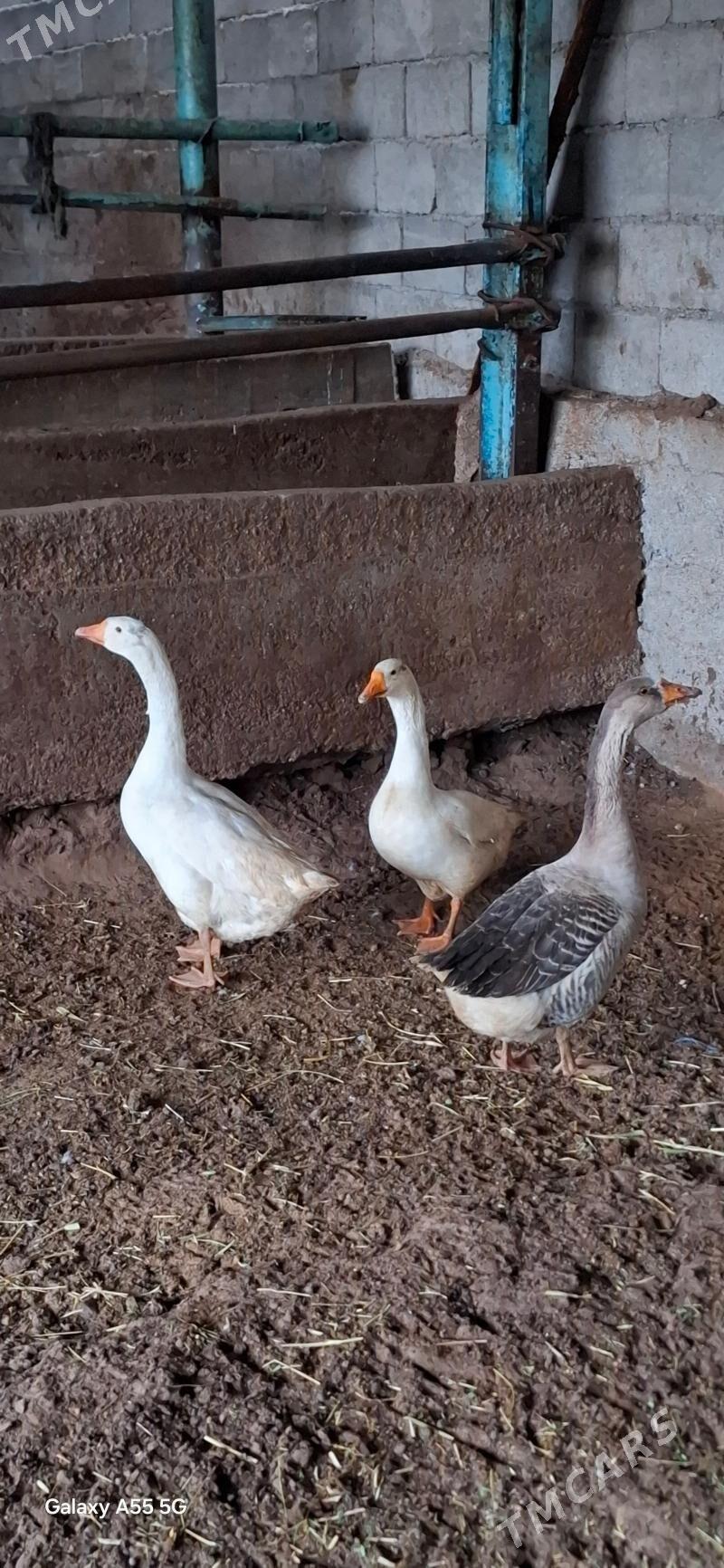 guss gaz ordek - Çoganly - img 1