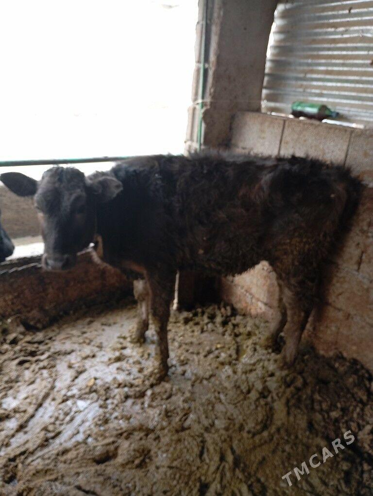 tuwe - Aşgabat - img 1