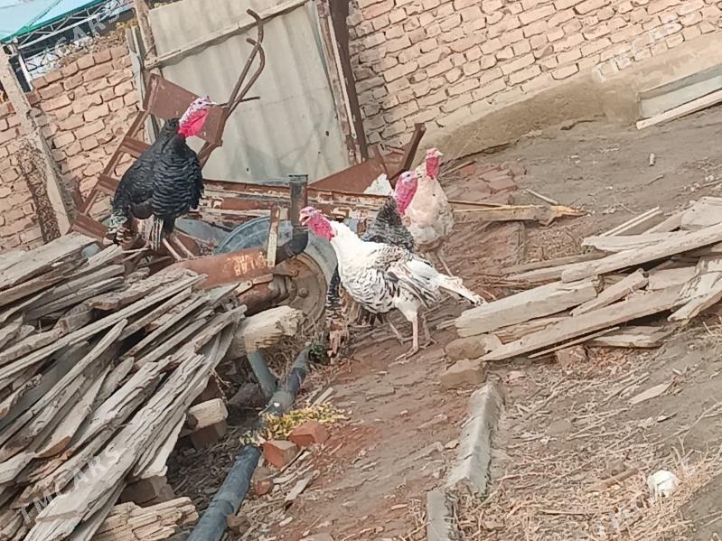 Induk - Bäherden - img 1