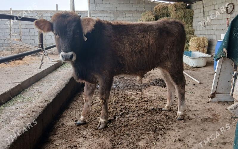 Öküz - Büzmeýin - img 1