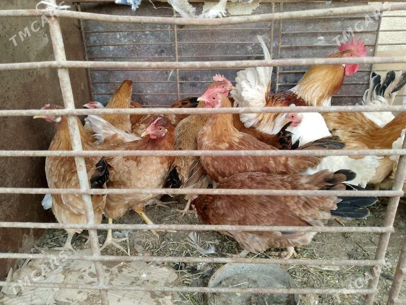 TOWUK - Tejen - img 1