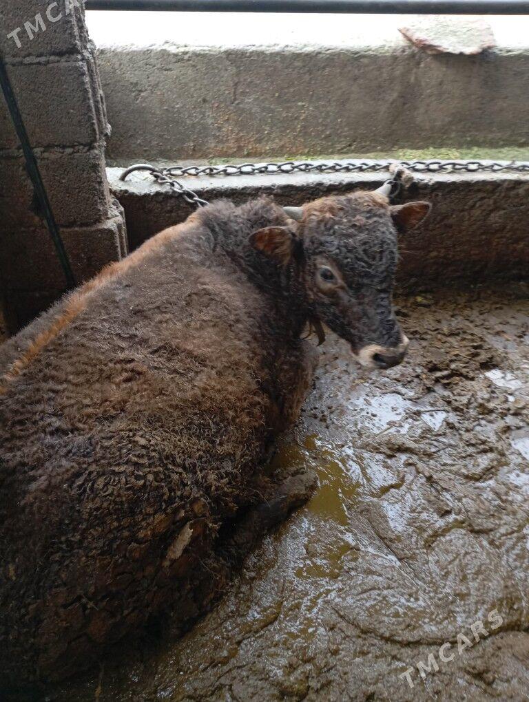 okuz - Ашхабад - img 1