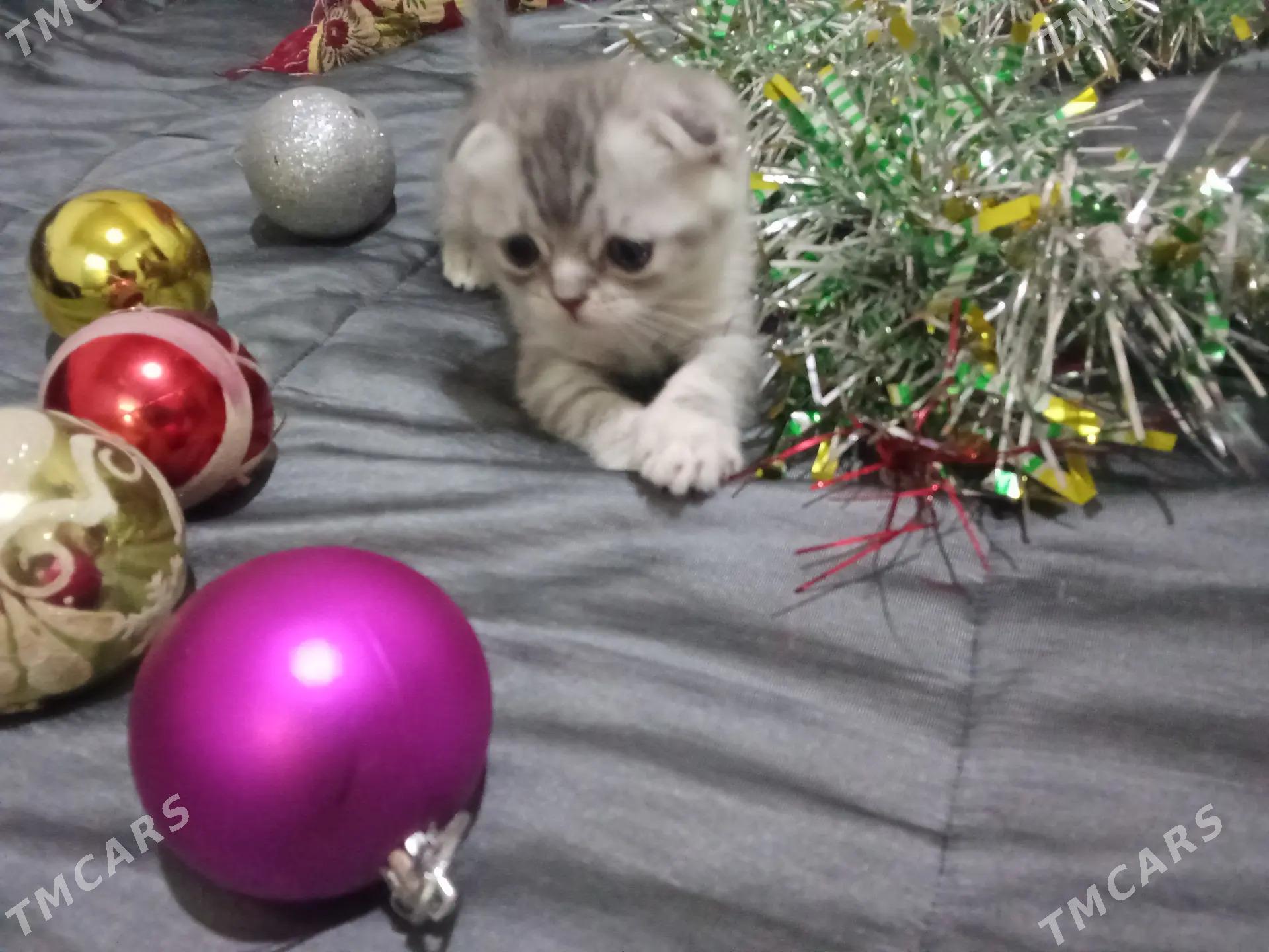 Şotlanski pişijik - Daşoguz - img 1