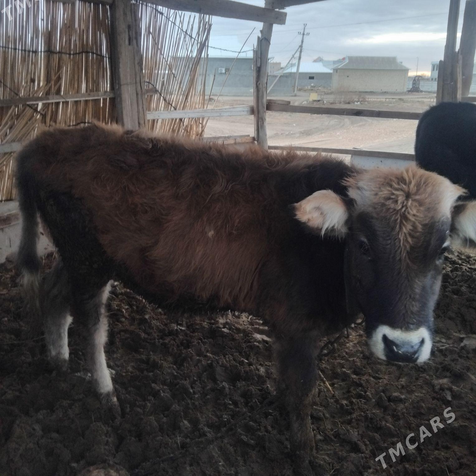 okuz swes - Mary - img 1