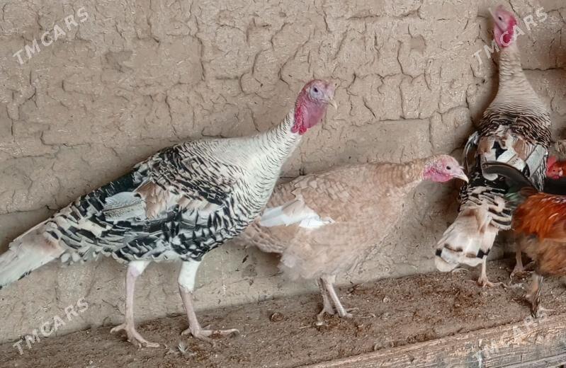 induk - Ýaşlyk - img 1