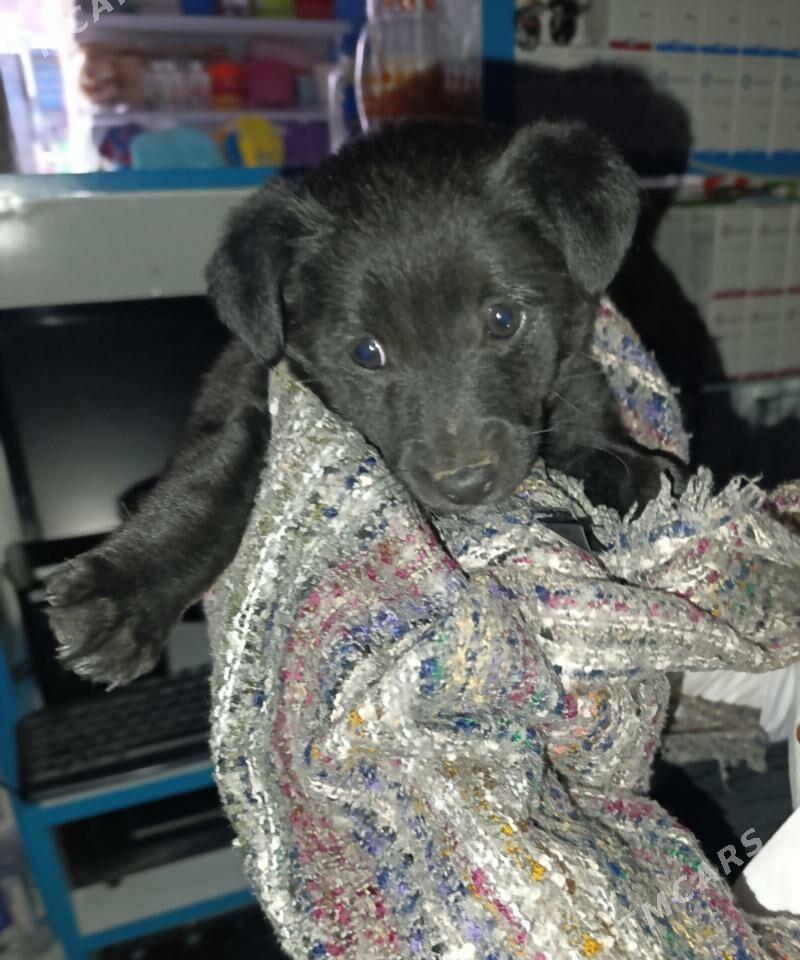 Щенок в добрые руки - Мары - img 1