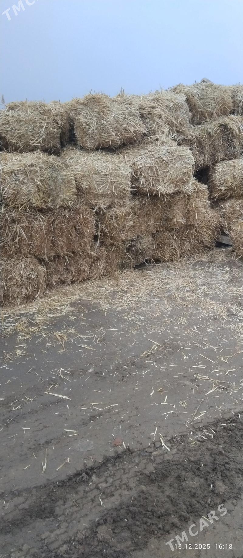 saman kip - Чарджоу - img 1