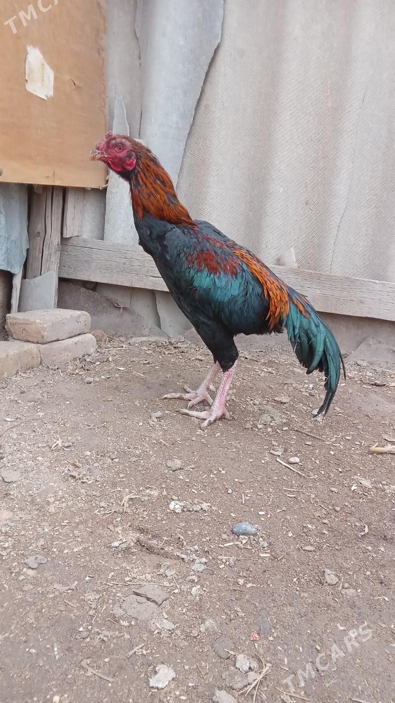 тарзан - Çärjew - img 1