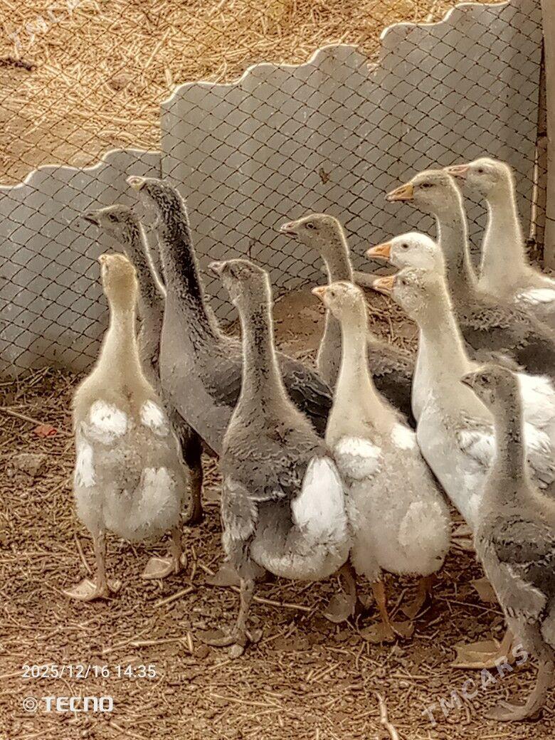 ördek, gus, indautga jüýje - Garagum etraby - img 1